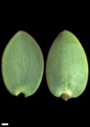 Veronica amplexicaulis. Leaf surfaces, adaxial (left) and abaxial (right). Scale = 1 mm.
 Image: W.M. Malcolm © Te Papa CC-BY-NC 3.0 NZ